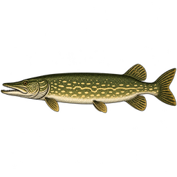 Pike